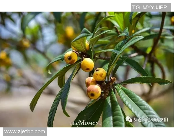 足球团扇花的魅力探秘与养护技巧分享